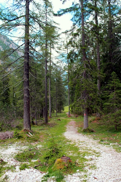 Aventure forêt