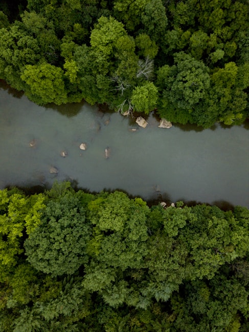 Aventure forêt
